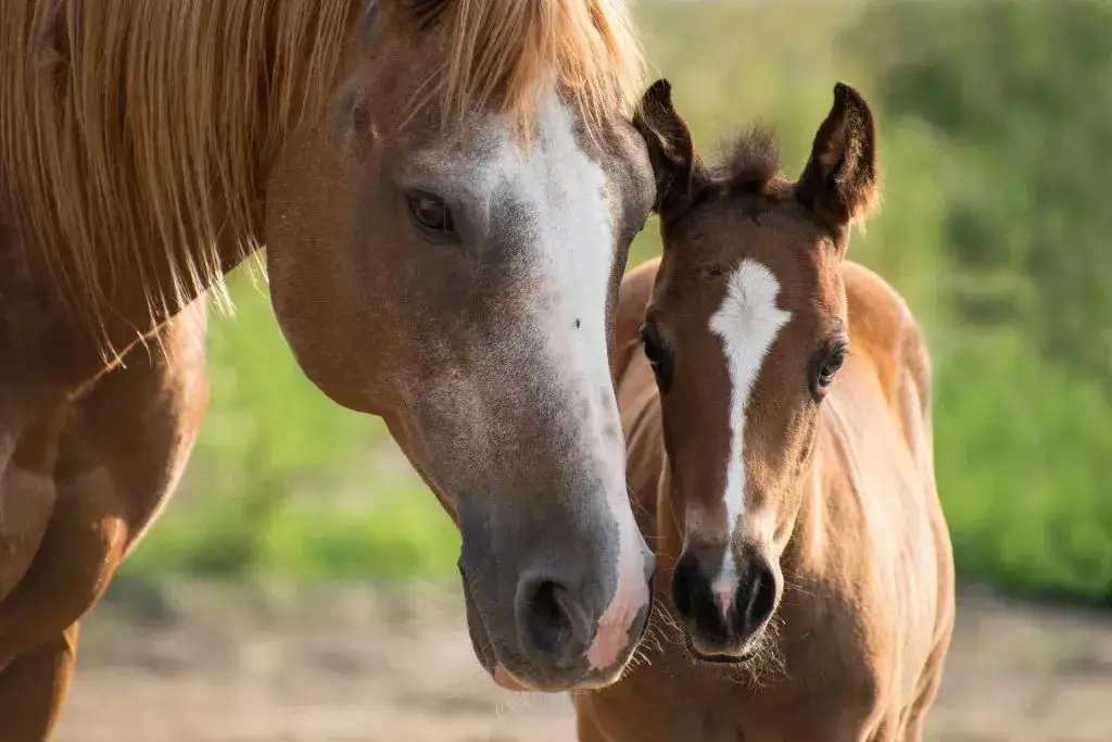 Zdjęcie Zachowanie konia co oznacza: poznaj emocje i potrzeby swojego konia