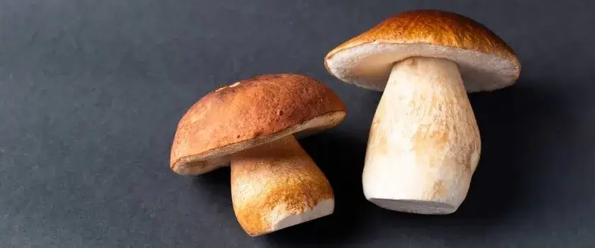 Zdjęcie Jak rozpoznać białego prawdziwka: charakterystyczne cechy i miejsca występowania