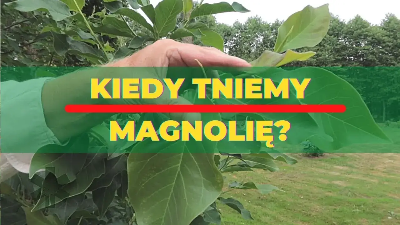 Zdjęcie Jak przycinać magnolię, aby uniknąć błędów i cieszyć się kwitnieniem