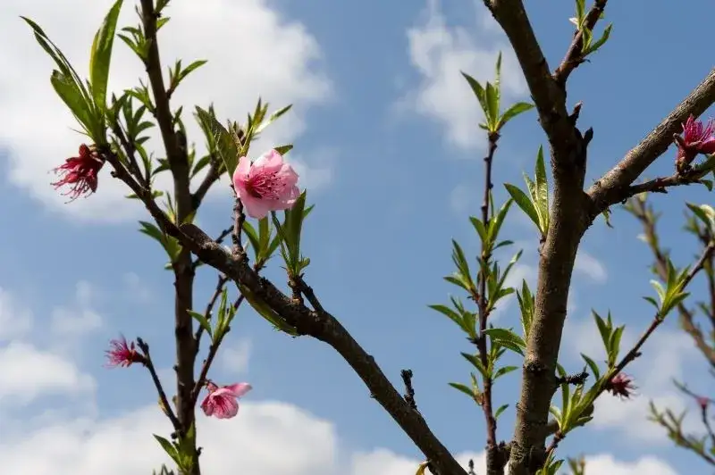 Zdjęcie Jak kwitnie brzoskwinia i co zrobić, aby miała piękne kwiaty