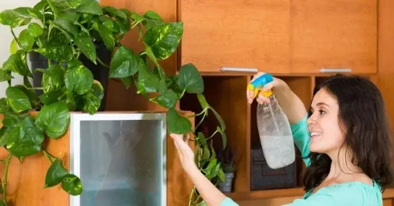 Zdjęcie Czym myć liście kwiatów, aby uniknąć ich uszkodzenia i brudu?