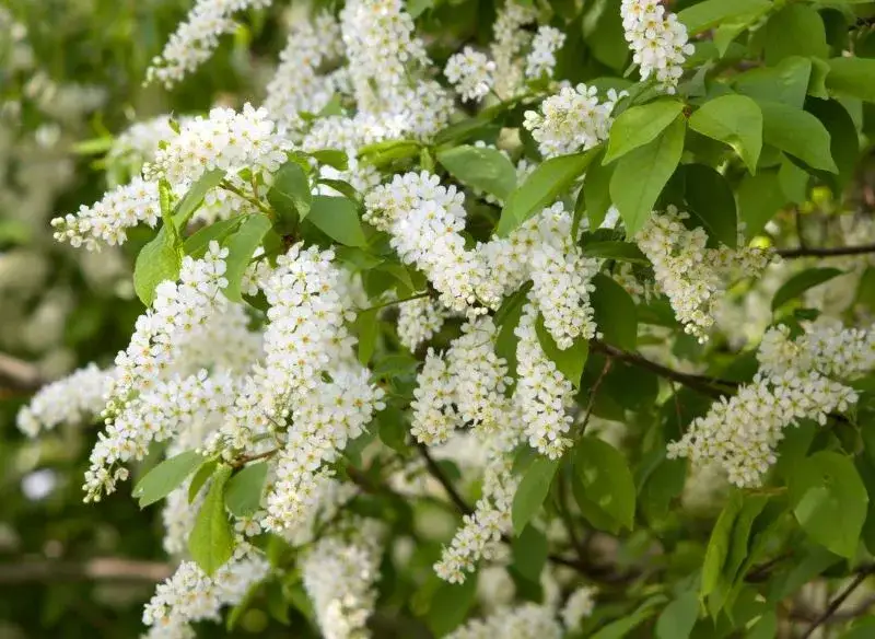 Zdjęcie Kwitnienie czeremchy: kiedy i jak wyglądają jej piękne kwiaty