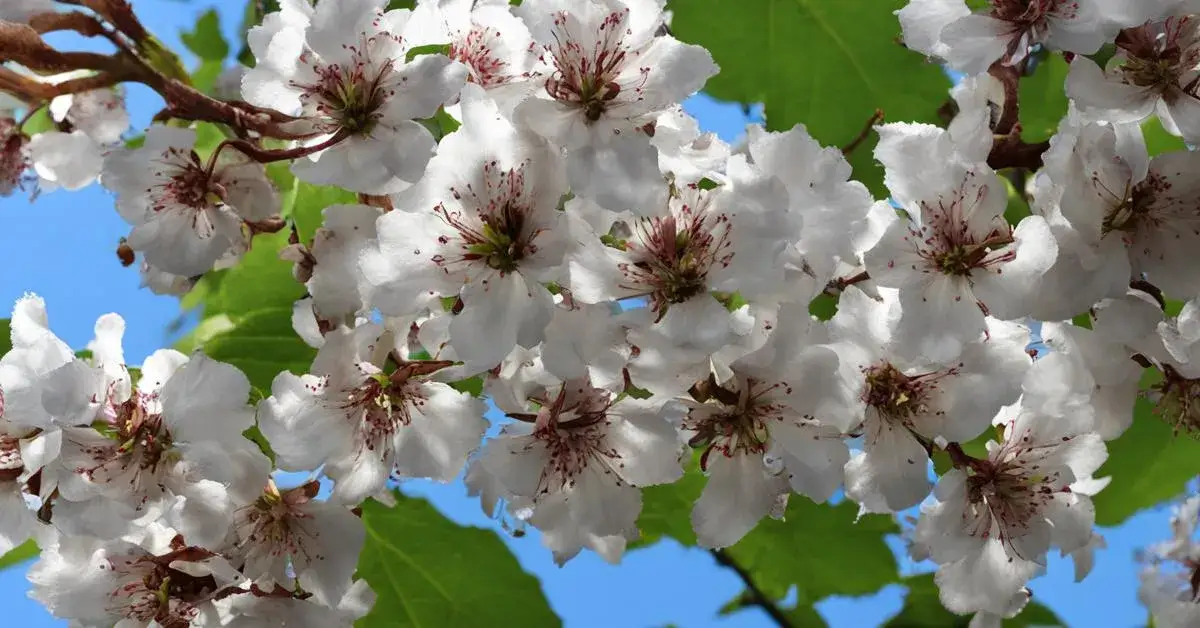 Zdjęcie Jak kwitnie katalpa? Odkryj tajemnice jej pięknych kwiatów