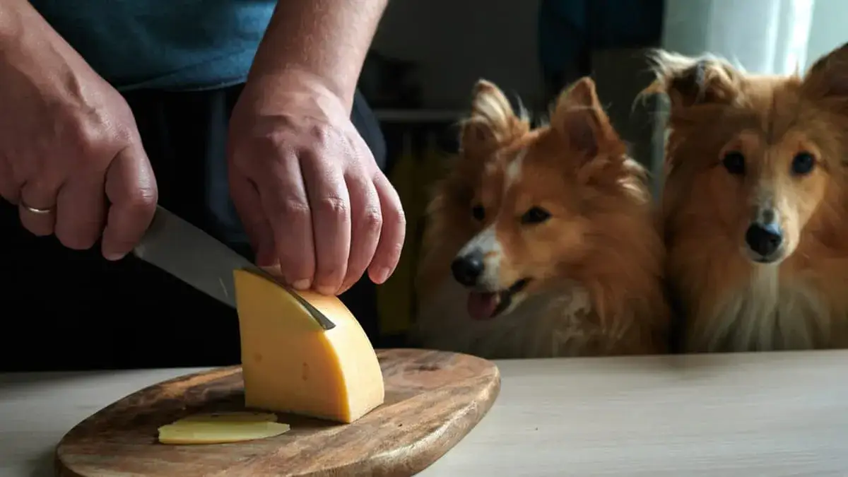 Zdjęcie Czy pies może jeść ser? Sprawdź, co musisz wiedzieć o bezpieczeństwie