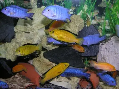 Zdjęcie Akwarium Tanganika czy Malawi - co wybrać dla zdrowych ryb?