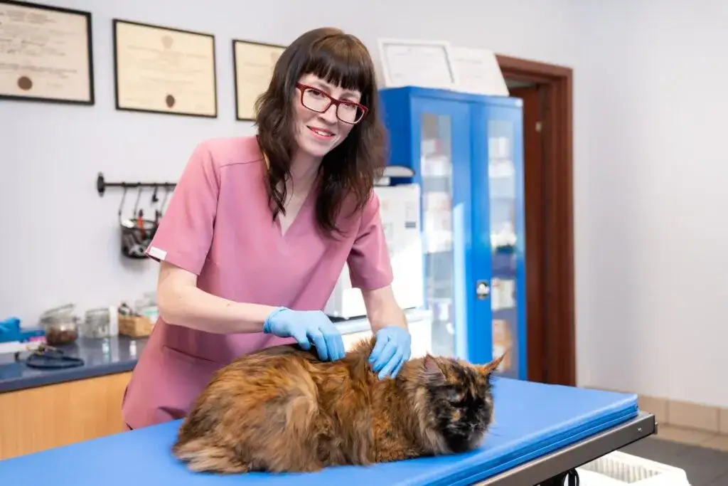 Zdjęcie Weterynarz Gdańsk Osowa: Gdzie leczyć pupila? Opinie