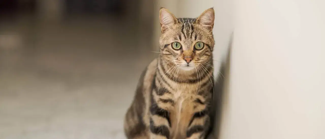 Zdjęcie Dlaczego kotek nie chce jeść? Oto najczęstsze przyczyny i rozwiązania