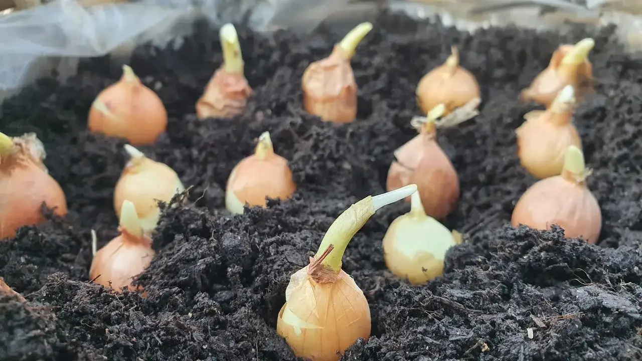 Zdjęcie Jak sadzić dymkę w doniczce, aby uniknąć najczęstszych błędów