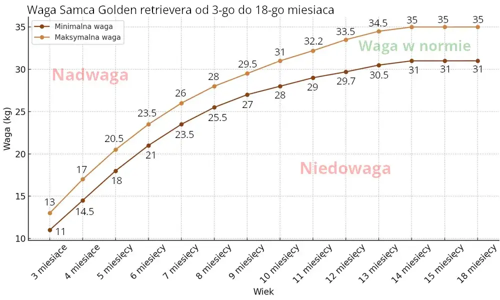 Zdjęcie Ile powinien ważyć golden retriever? Sprawdź, czy twój pies jest zdrowy