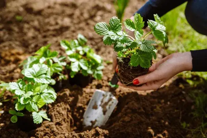 Zdjęcie Kiedy sadzić poziomki do gruntu? Najlepszy termin i porady