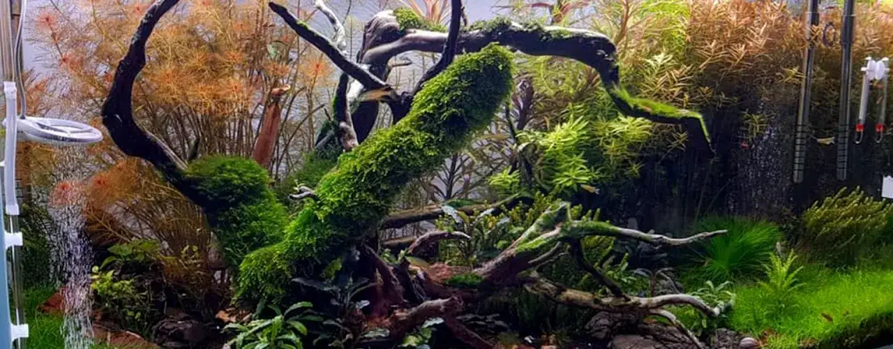 Zdjęcie Jak zacząć akwarium: uniknij najczęstszych błędów początkujących