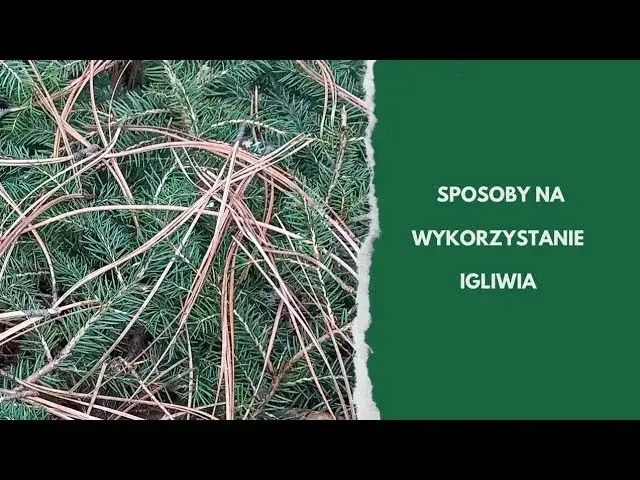 Zdjęcie Jak skutecznie wykorzystać igliwie na działce i zadbać o ogród