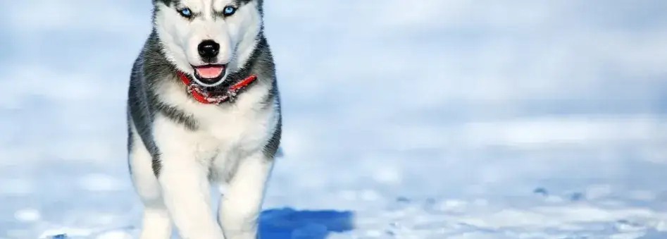 Zdjęcie Ile km dziennie powinien chodzić husky? Kluczowe informacje o aktywności