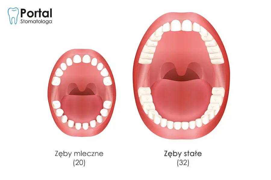 Zdjęcie Które zęby są stałe od razu? Proces wymiany zębów mlecznych na stałe u dzieci