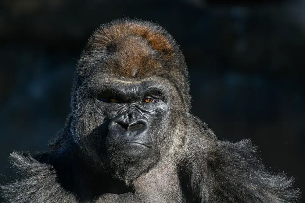Zdjęcie Dlaczego goryle uderzają się w pierś? Odkryj ich tajemnice komunikacji
