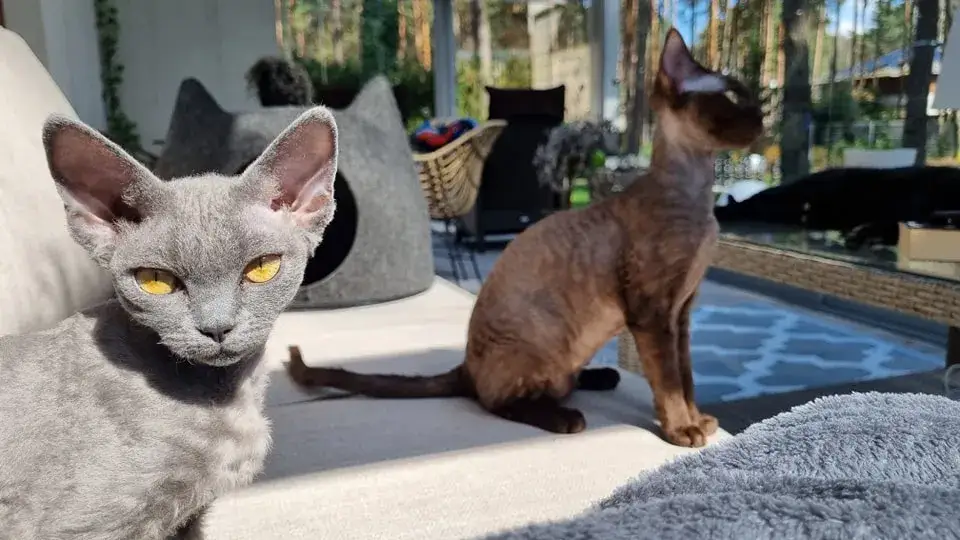 Zdjęcie Devon Rex koty: niezwykłe cechy, które musisz znać przed zakupem