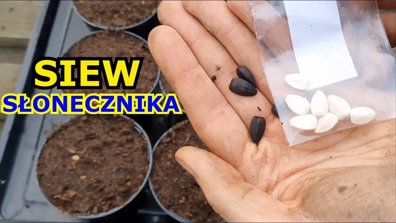 Zdjęcie Jak uprawiać słonecznik: sekrety udanej hodowli i pielęgnacji