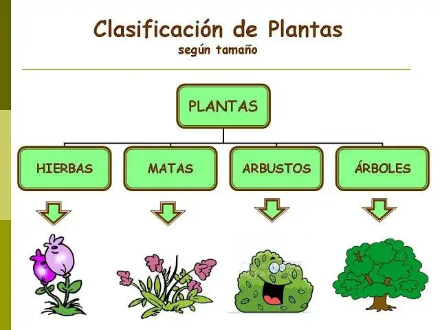 Zdjęcie Qué significa arbustos: características y diferencias esenciales