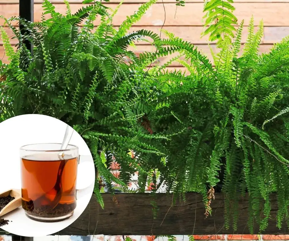 Zdjęcie Fusy z herbaty do jakich roślin - odkryj ich niespodziewane korzyści