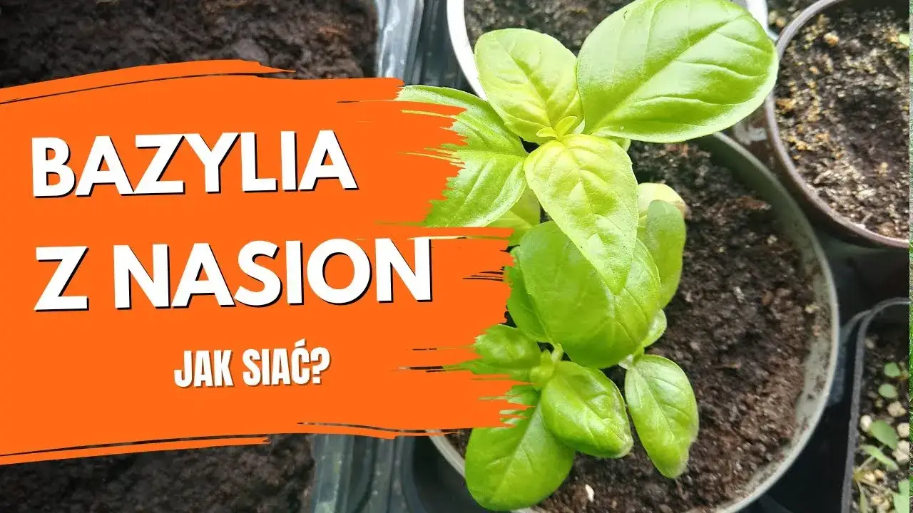 Zdjęcie Jak siać bazylię w doniczce: proste kroki do udanej uprawy