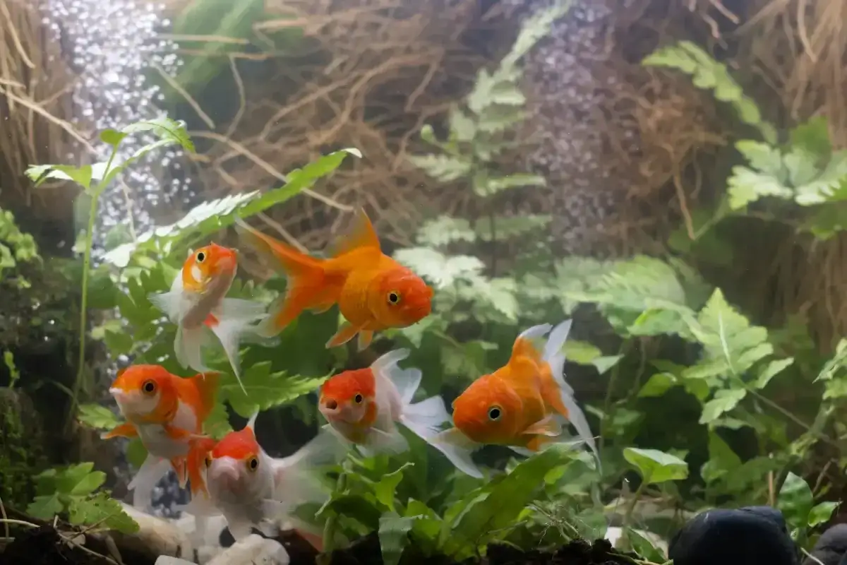 Zdjęcie Dlaczego rybki pływają u góry? Sprawdź, co może im szkodzić