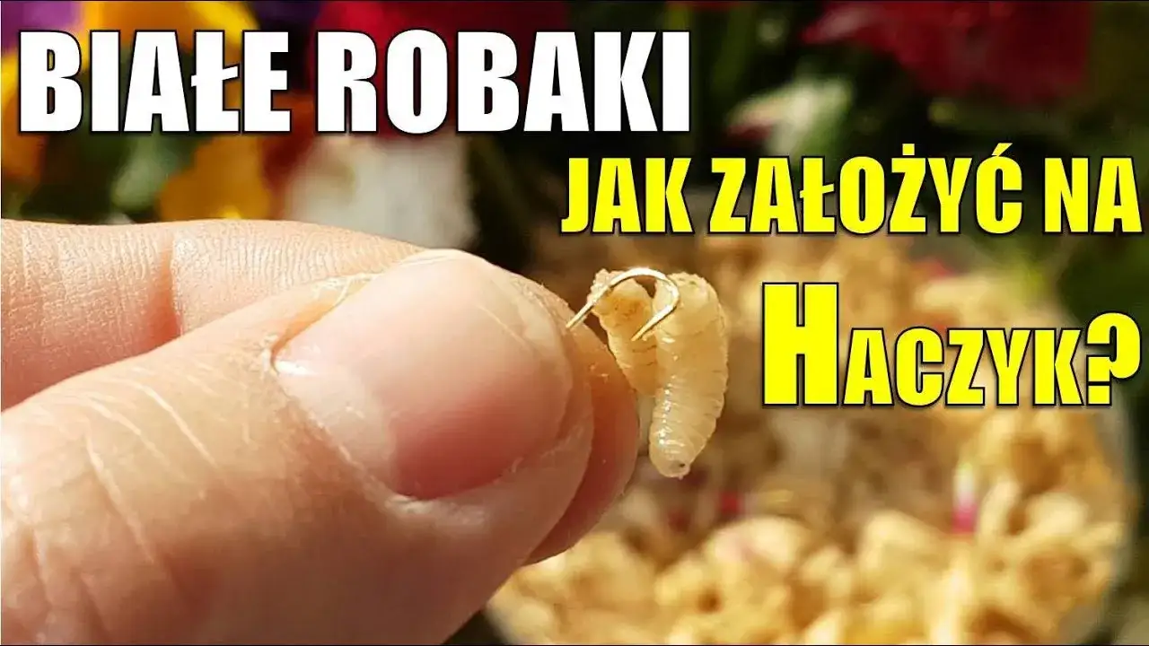 Zdjęcie Jak założyć białego robaka na haczyk bez uszkodzenia robaka