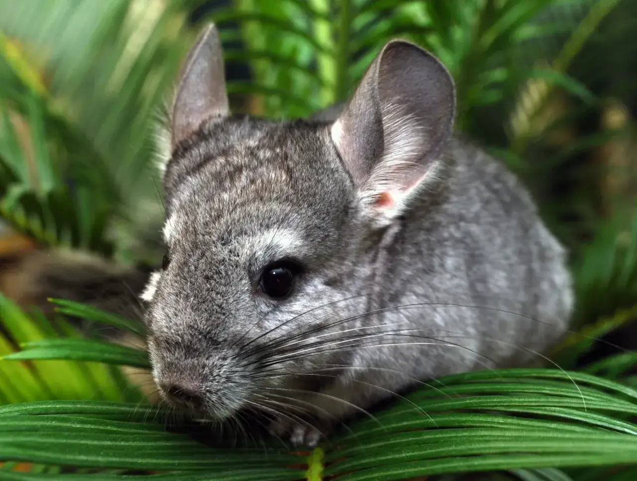 Zdjęcie Kompleksowa opieka nad szynszylami: wszystko, co musisz wiedzieć