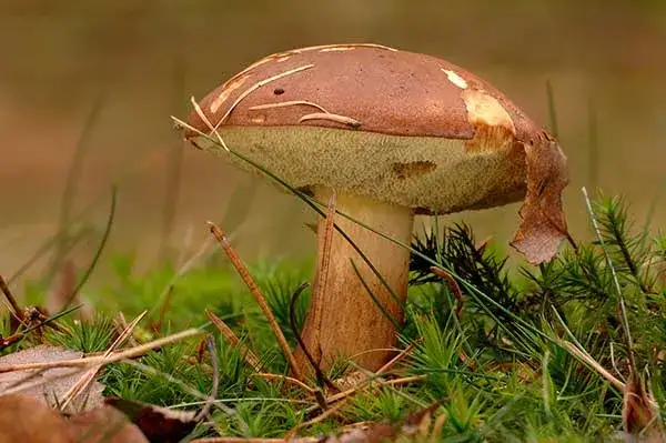 Zdjęcie Jak rozpoznać duży podgrzybek - szczegółowy opis wyglądu i wymiarów grzyba