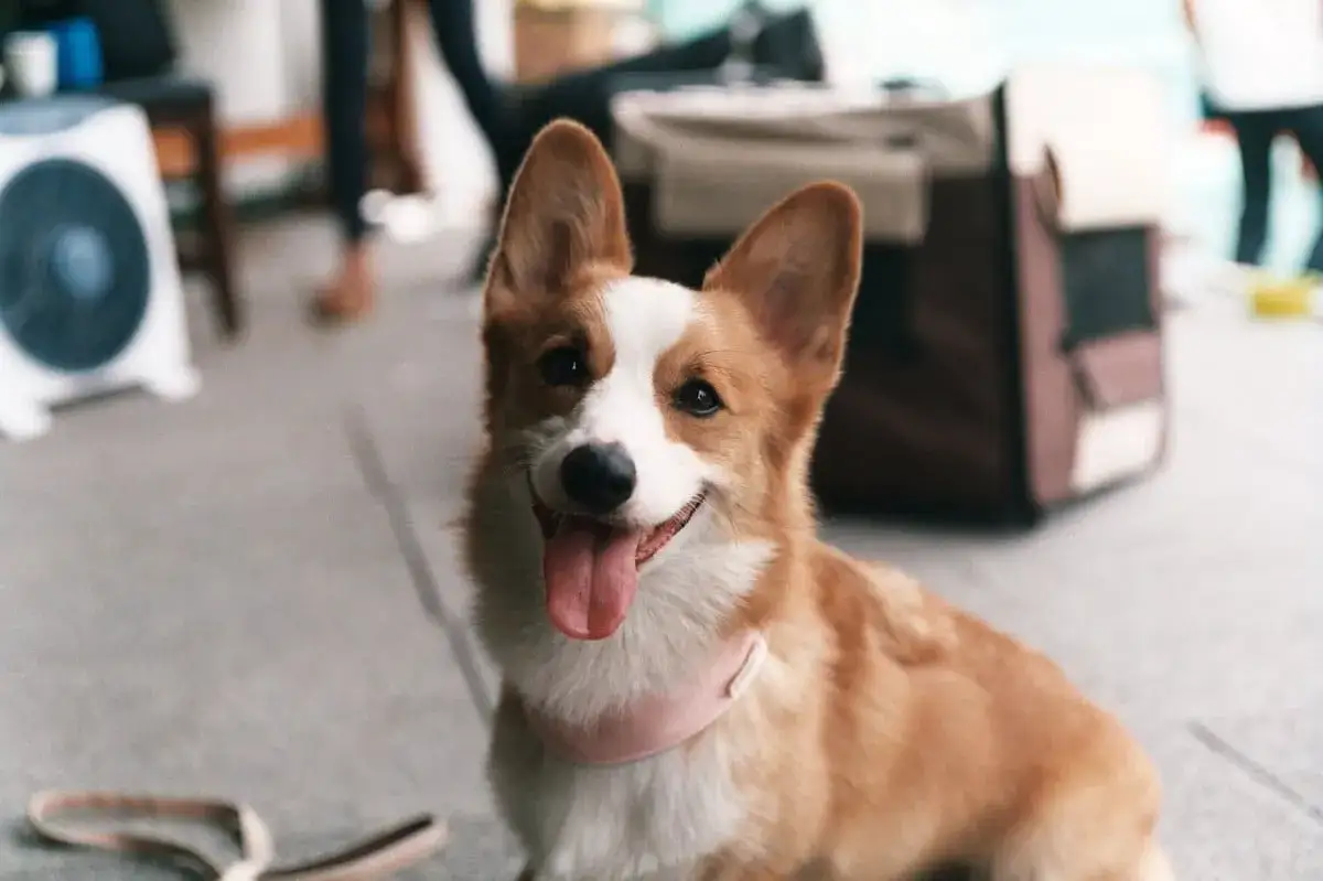 Zdjęcie Kiedy szczeniak zaczyna szczekać? Zrozum jego zachowanie i potrzeby