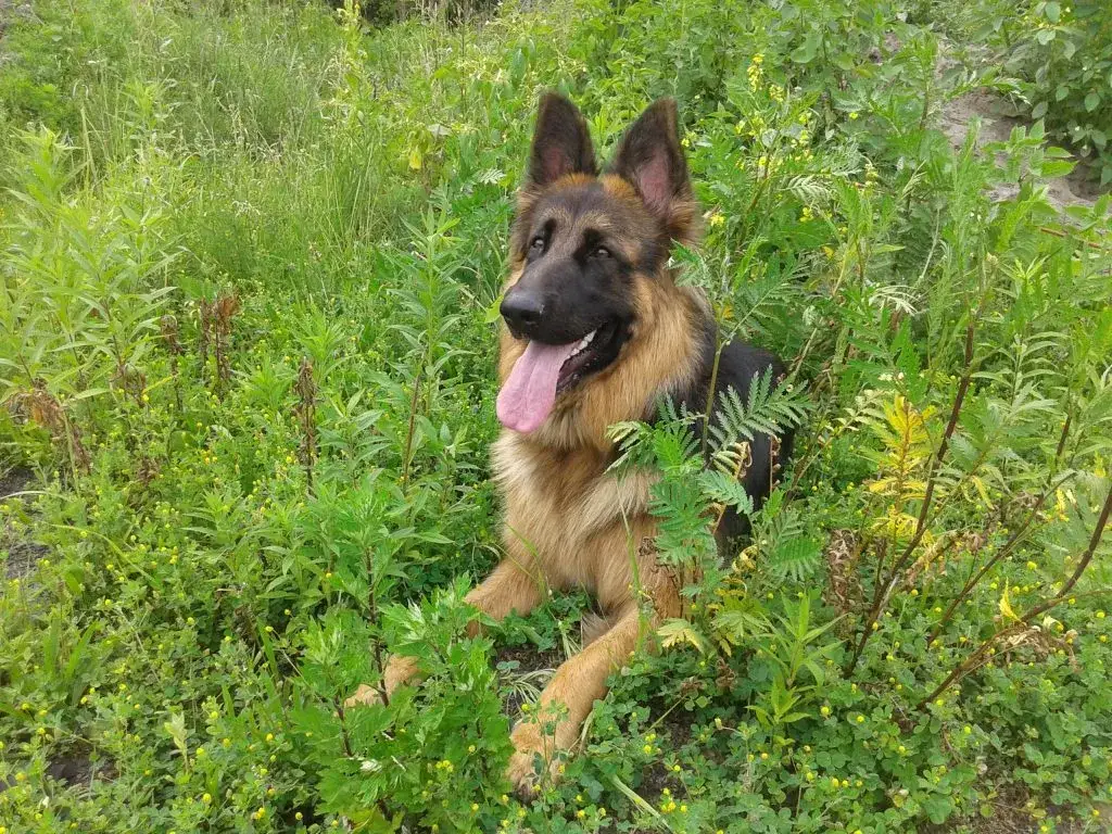 Zdjęcie Jak wytresować dorosłego psa i uniknąć najczęstszych błędów