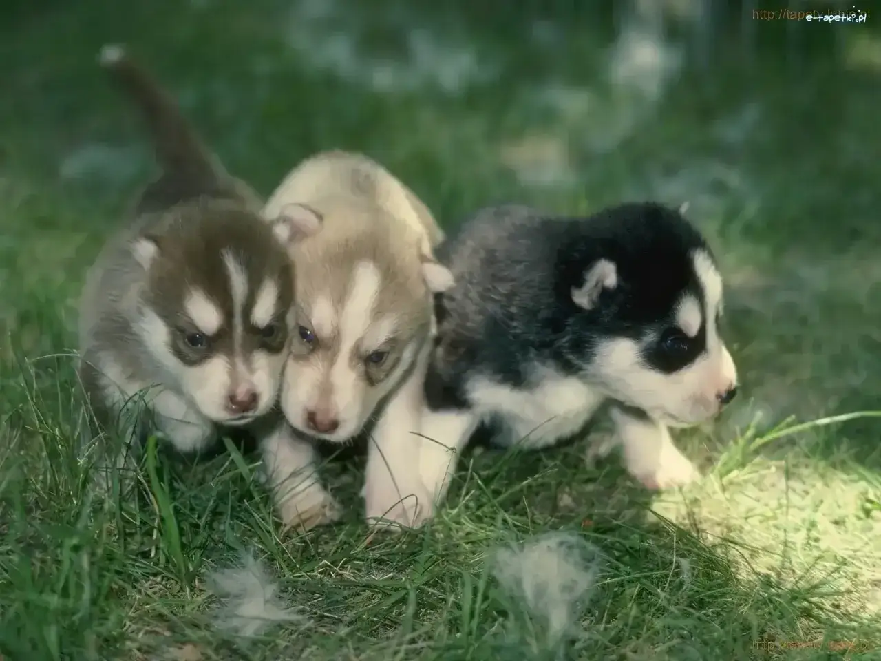 Zdjęcie Czy husky szczeka? Odkryj, jak ich szczekanie wpływa na życie z psem