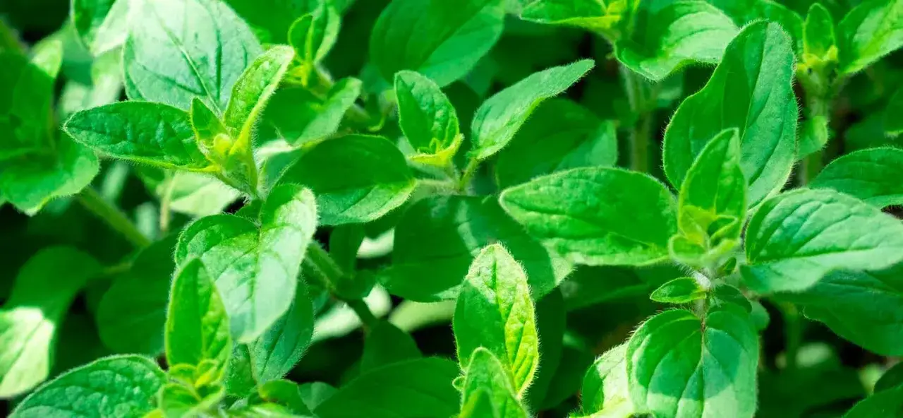 Zdjęcie Skąd pochodzi oregano i dlaczego warto je mieć w kuchni?