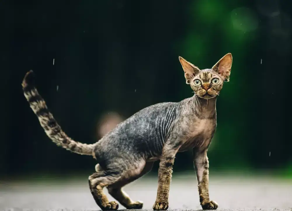 Zdjęcie Czarny Devon Rex – niezwykły kot o wyjątkowym charakterze i pielęgnacji