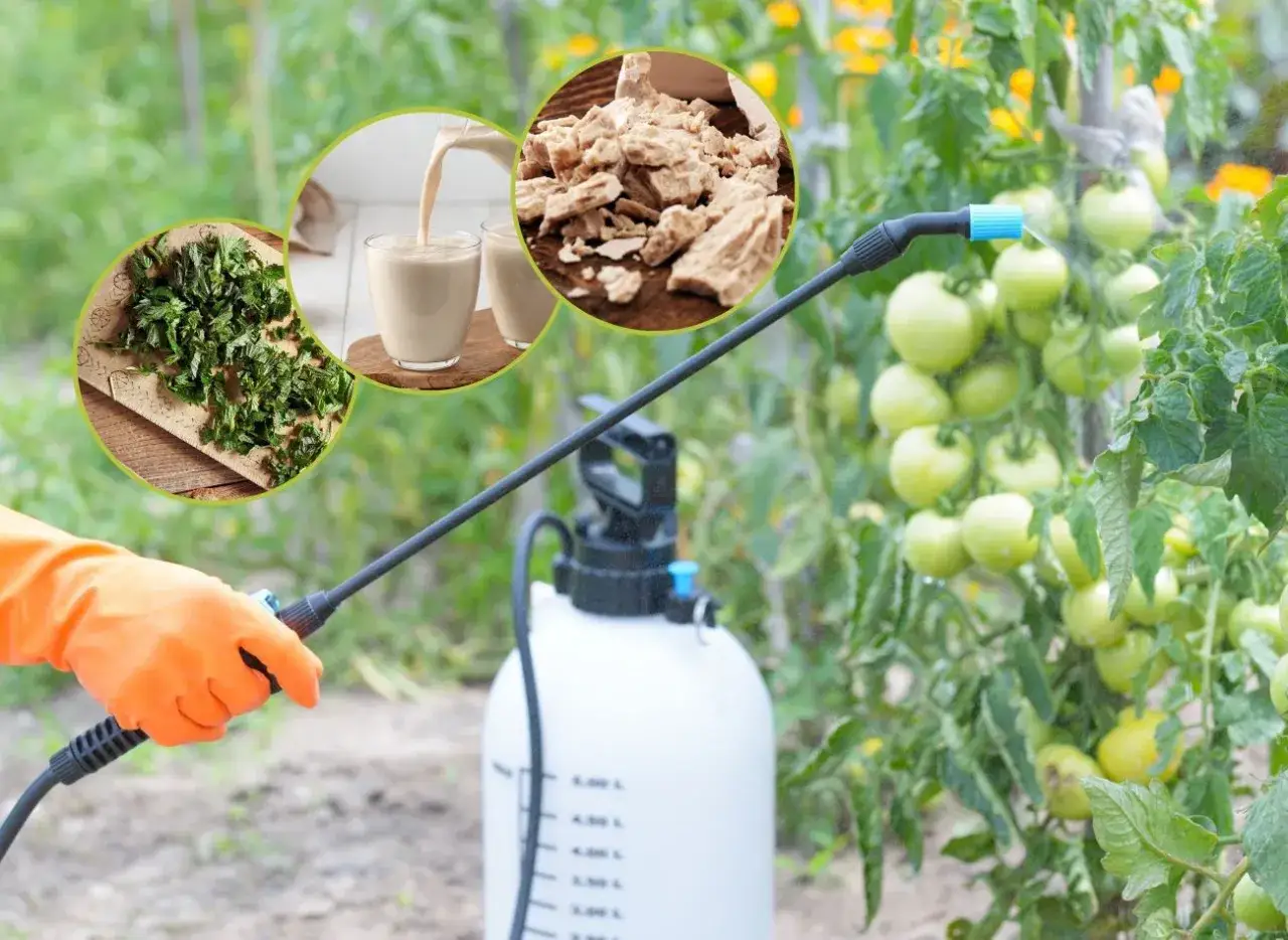 Zdjęcie Skuteczne metody opryskiwania pomidorów na choroby i szkodniki