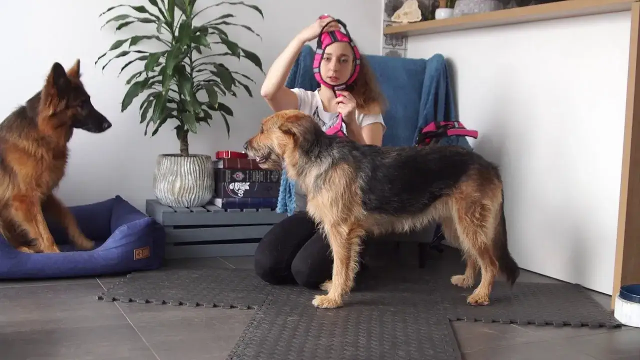 Zdjęcie Jak założyć psu szelki - krok po kroku dla komfortu i bezpieczeństwa