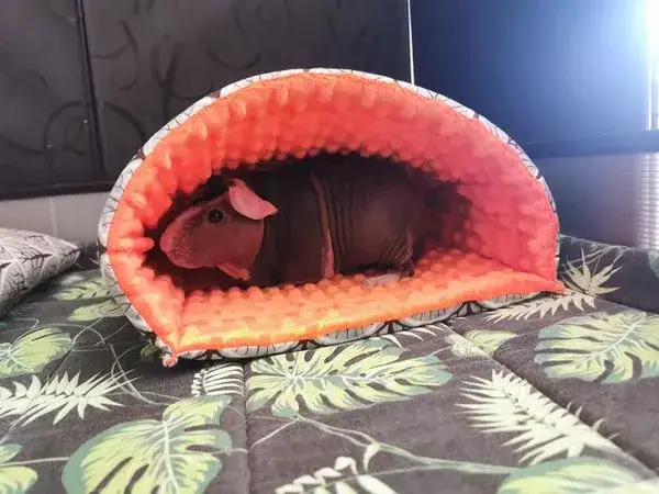 Zdjęcie Jak uszyć norkę dla świnki morskiej, aby zapewnić jej komfort i bezpieczeństwo