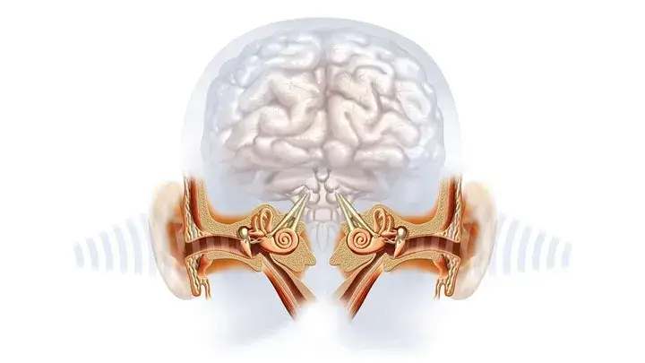 Zdjęcie Jak słyszymy? Fascynujący proces przetwarzania dźwięków w mózgu