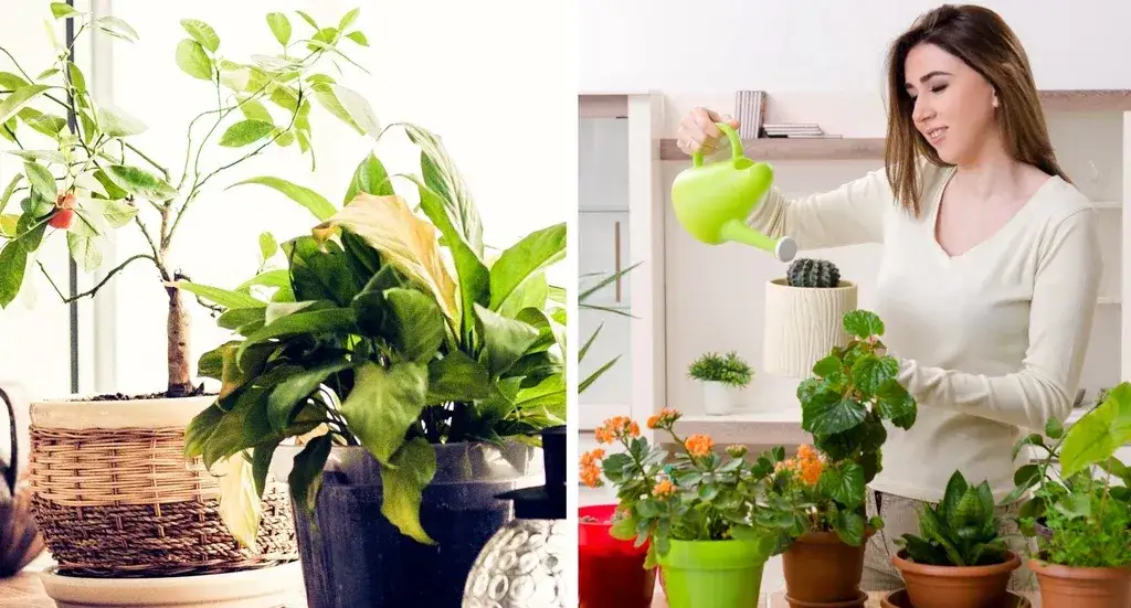 Zdjęcie Jakie kwiaty do kwietnika? Poznaj najlepsze rośliny na każdą porę roku