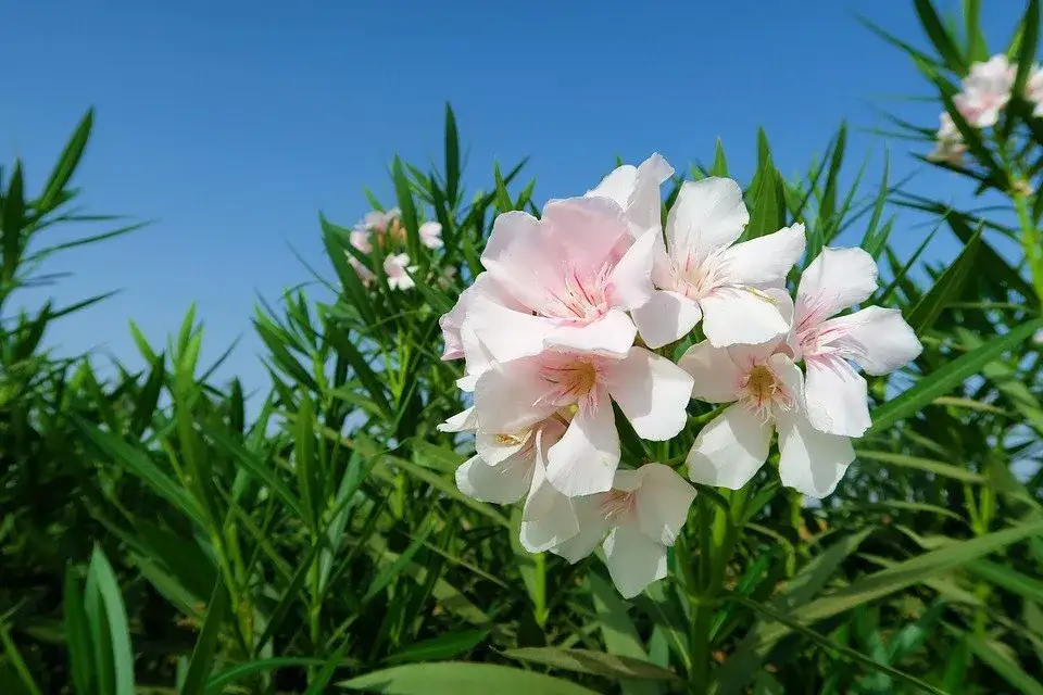 Zdjęcie Jak długo kwitnie oleander? Sekret bujnego kwitnienia przez całe lato
