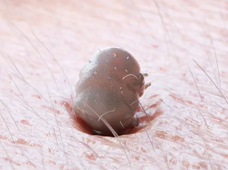 Zdjęcie Skuteczne metody leczenia świerzbu u papug falistych, które pomogą