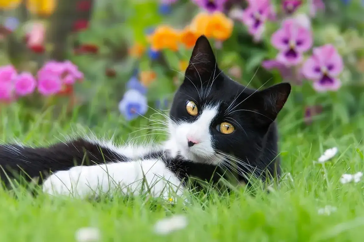 Zdjęcie Czy bratki są trujące dla kotów - poznaj prawdę i uniknij zagrożenia
