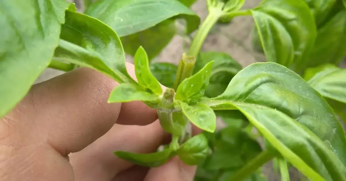 Zdjęcie Jak przycinać bazylię, aby uniknąć błędów i cieszyć się zdrowym wzrostem