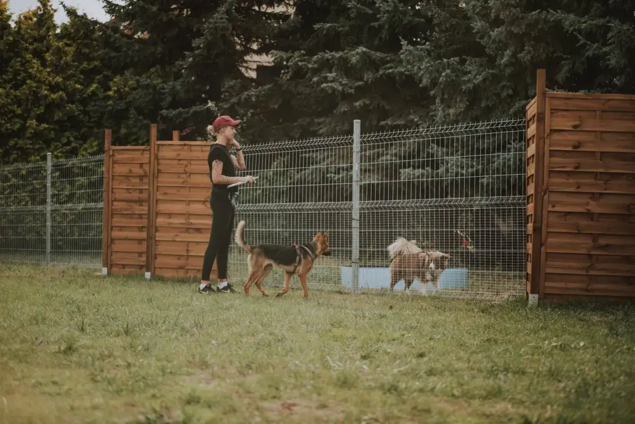 Zdjęcie Mam psa i co teraz hotel – jak znaleźć bezpieczne miejsce w Poznaniu?