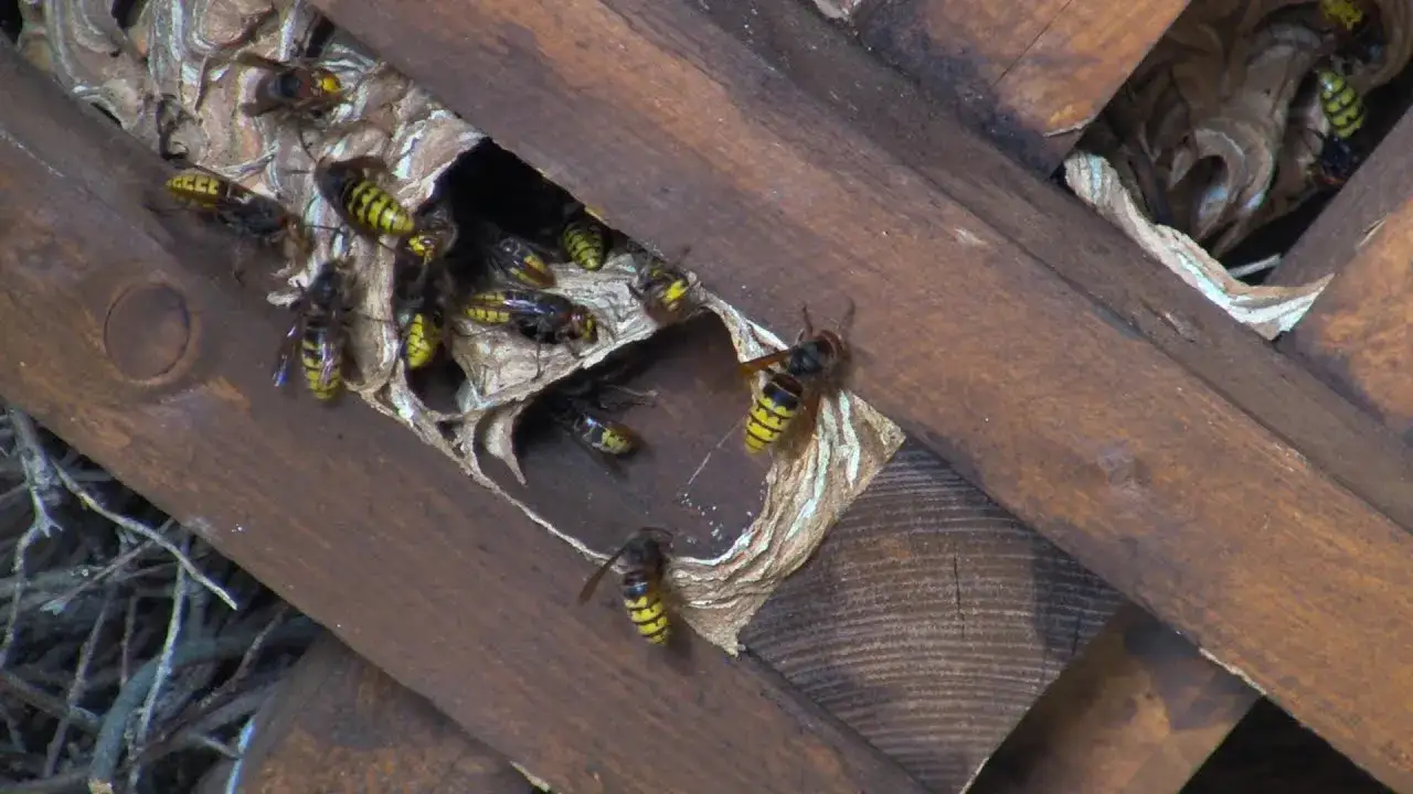 Zdjęcie Jak skutecznie pozbyć się os z dachu i uniknąć niebezpieczeństwa