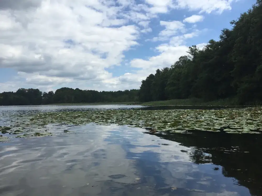 Zdjęcie Jezioro Tarnowskie Duże – tajemnice, atrakcje i rekreacja w okolicy
