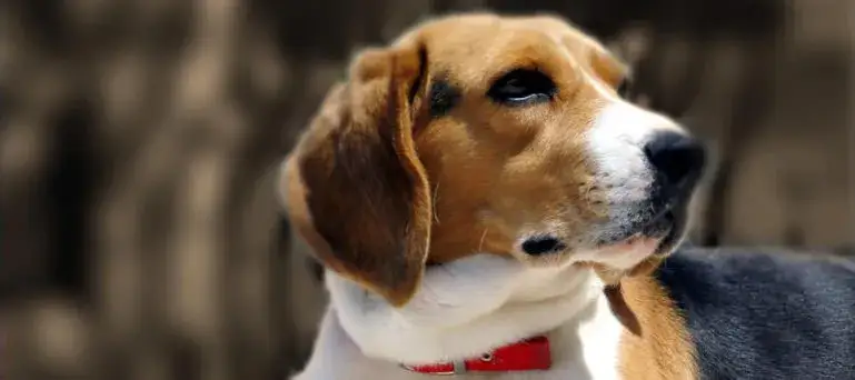 Zdjęcie Jak wytresować beagle, aby uniknąć frustracji i osiągnąć sukces