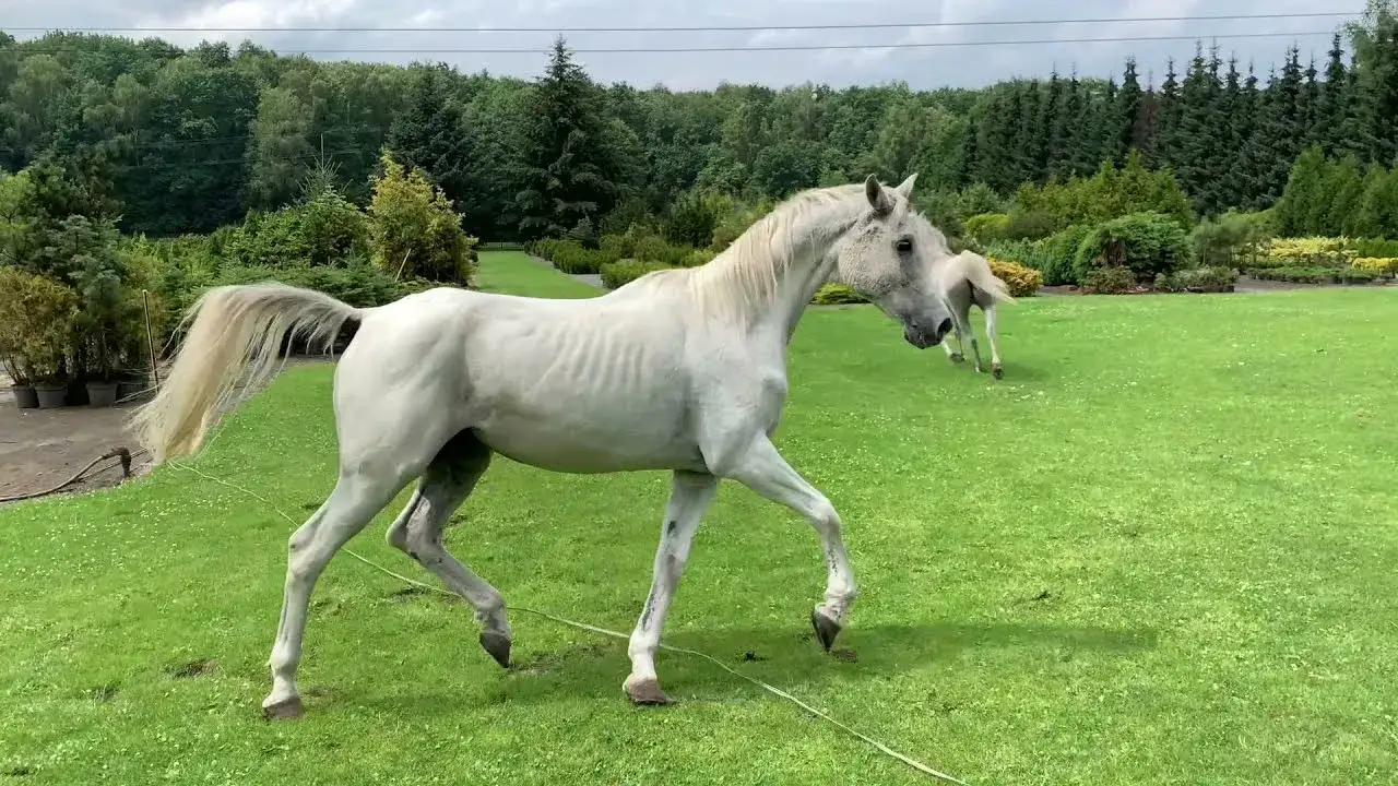Zdjęcie Jak wygląda koń arabski? Cechy i piękno tej wyjątkowej rasy