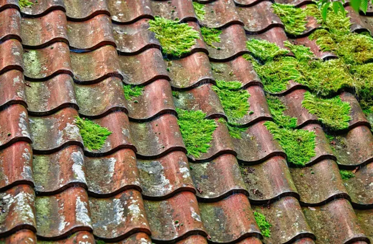 Zdjęcie Jak skutecznie usunąć mech z dachówki bitumicznej - 5 metod