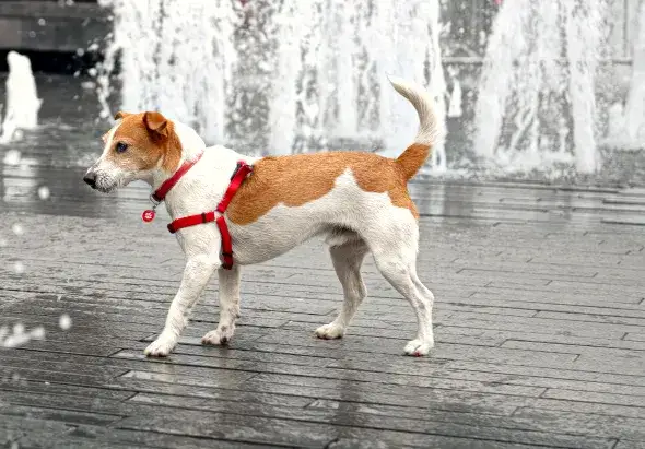 Zdjęcie Szelki czy obroża dla Jack Russell Terriera - co zapewnia lepsze bezpieczeństwo?