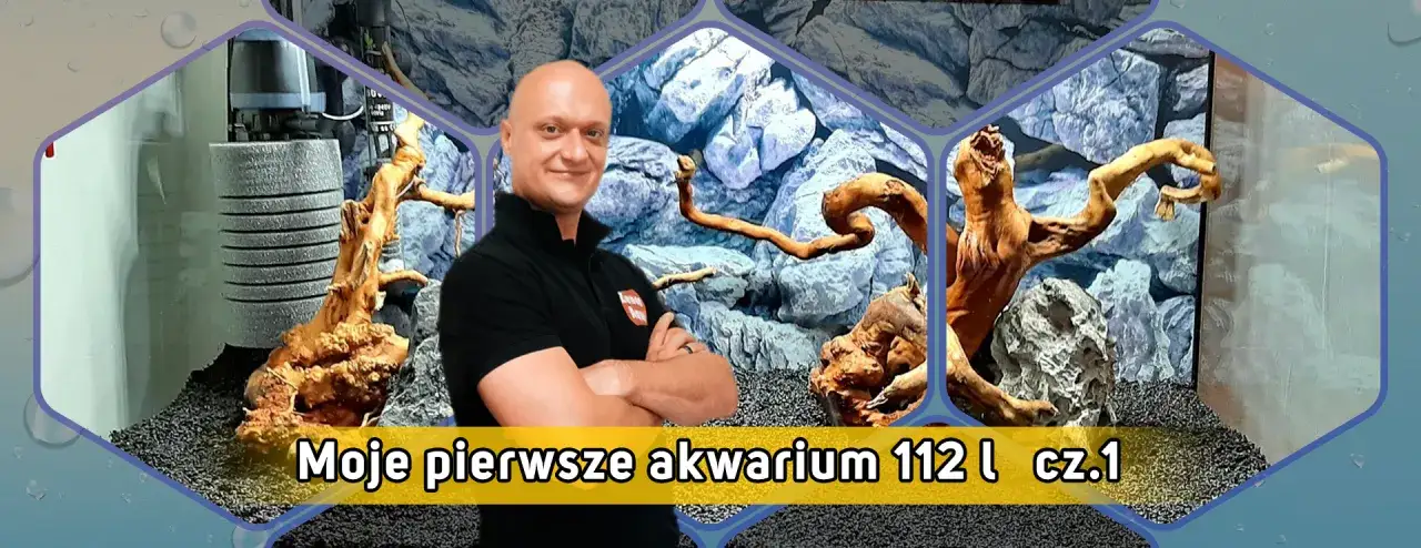 Zdjęcie Ile ryb w akwarium 112l? Odkryj idealne gatunki i ich potrzeby